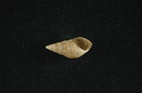 流紋蜷藏品圖，第4張